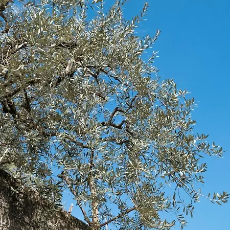 Ca' Del Jago Sole Luna נגראר